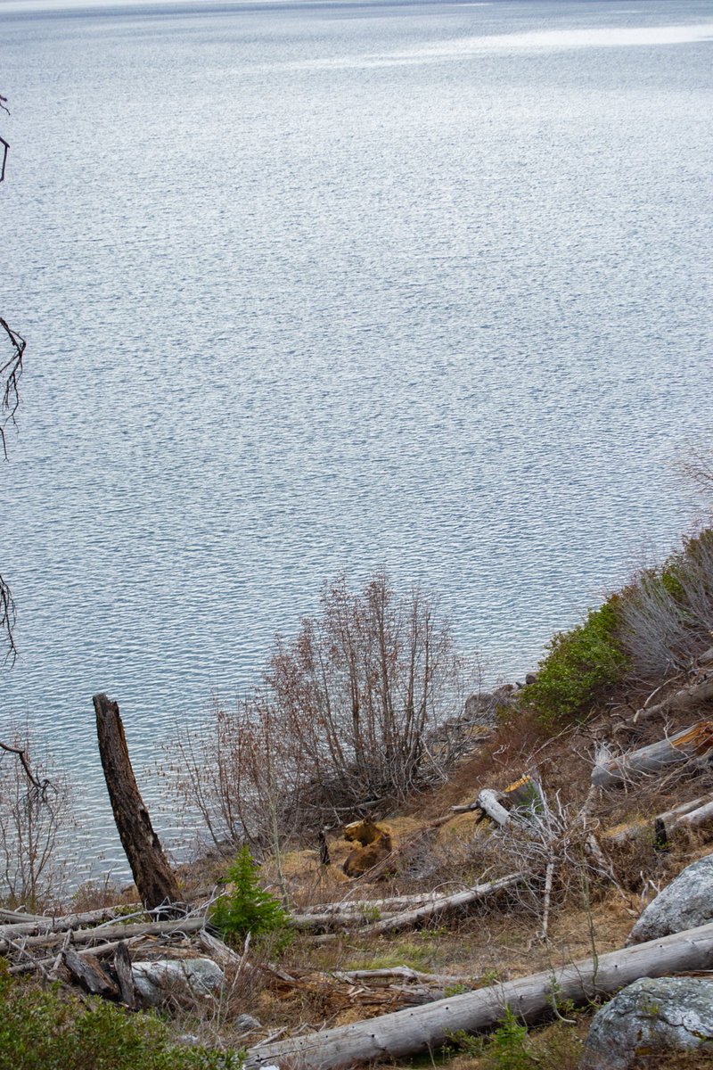 RT @noahgansphotos: @claudiorossi11 Moose rests by Jenny Lake in Wyoming https://t.co/w7r6PR69yV