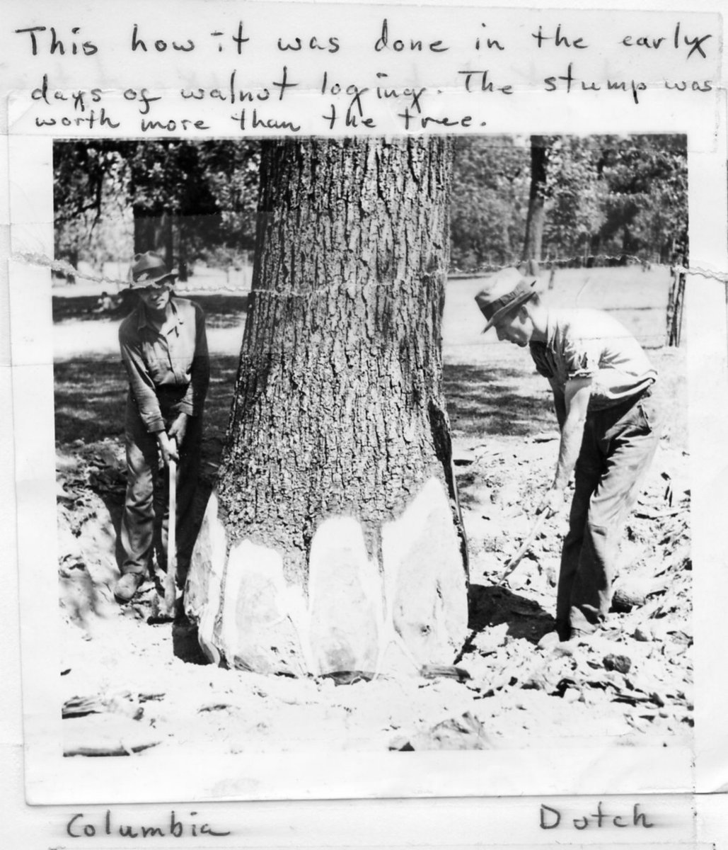 CapCityMuseum's tweet photo. Here's a follow-up on how the walnut tree was cut down! #archives #ArchivesHashtagParty #ArchivesTrees https://t.co/jODoP7HwtL