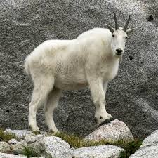 MISSING: A forgetful mountain goat , female 
 Description: Paranoid, disdained, and convicted 
 Last seen: Carrying Madame Zeroni up the mountain with Shia LaBeouf  
 If found, please don't tell me. https://t.co/zsnn1VSFCH