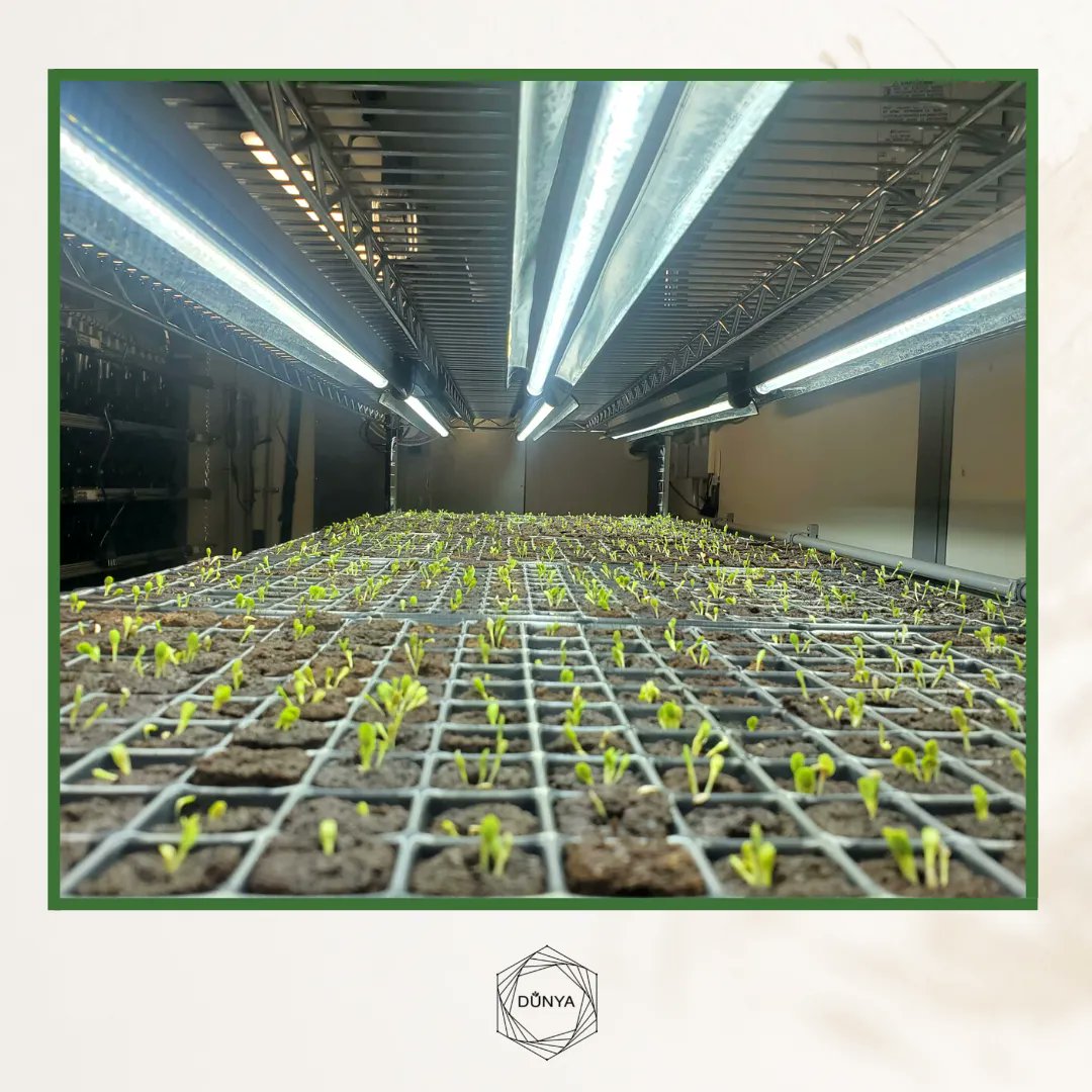 At Dunya, growing season is every season! #DunyaHabitats