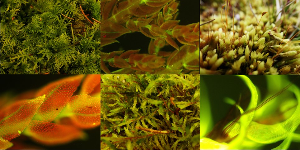 TrendsMicrobiol's tweet photo. Inspired? Curious? Interested in cyanobacteria, mosses, symbioses, nitrogen fixation, nitrogen cycling #ClimateChange #Arcitc #Tropics….and in linking #Ecology with #Biogeochemistry? Find out more here: https://t.co/rh7e9FKeIy https://t.co/xSZVolQrei