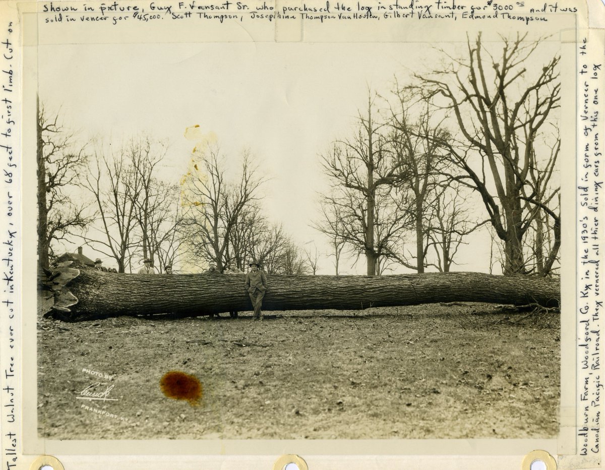 CapCityMuseum's tweet photo. #ArchivesTrees Here is a picture of the TALLEST walnut tree ever felled in #Kentucky ! #ArchivesHashtagParty https://t.co/NL8C1I8Eob