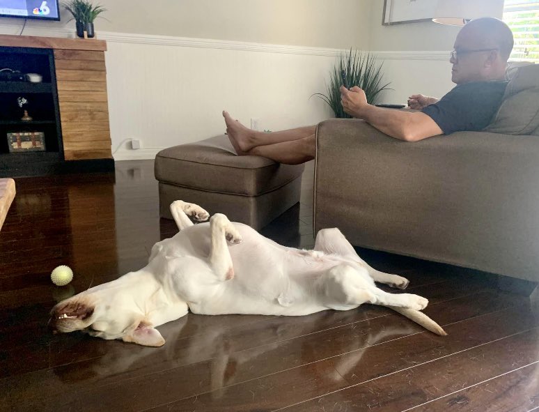 The result of playing catch too early in the morning. Done for the day… #dogs #dogsoftwitter #naptime #TGIF #weekend #friday