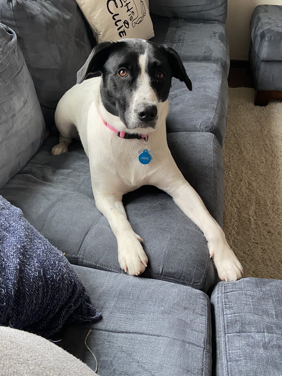 helvey12's tweet photo. @WLWT Our Mabel girl! 💕 https://t.co/Y1WKWNO3y6