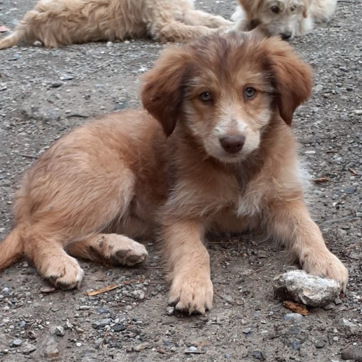 NuevaVidaAdop's tweet photo. #Madrid
BERENJENA ha sido ABANDONADA junto al resto de su camada
Tiene 2,5 meses
En edad adulta rondará 20kg de peso
Busca dulce hogar en #adopcionresponsable para TODA la vida
Se entrega chipada,vacunada,desparasitada y CON compromiso de esterilización
📩facenuevavida@gmail.com https://t.co/TyxMhpcRke