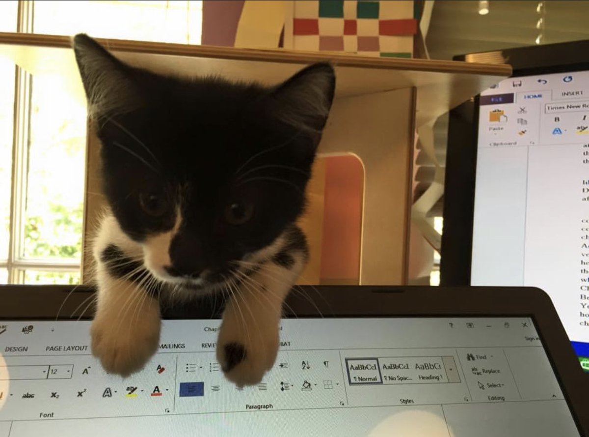 bradstoddard's tweet photo. @alex_g_griffin My cat supervised the writing of that book 😉 https://t.co/FWWuTyQcvx