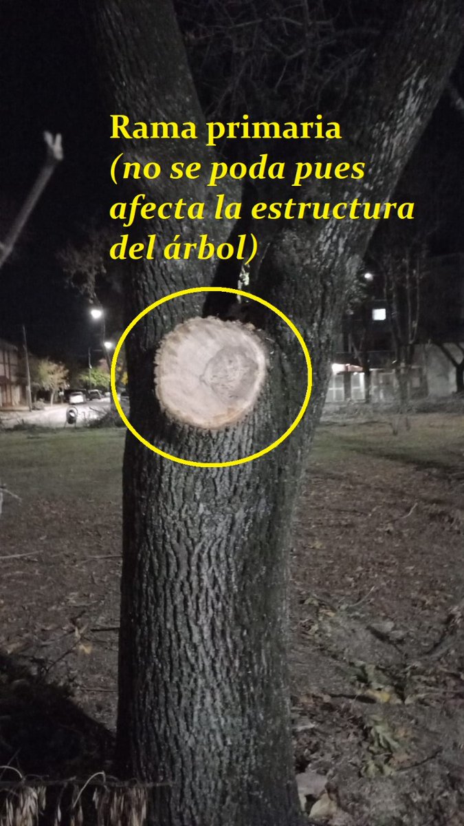 ForoArbol's tweet photo. En el día de ayer se realizó una poda sin fundamentos en la plaza de 25 y 44.Hoy a las 16.00hs nos reunimos los vecinos y vecinas , representantes del Foro en la plaza para que el municipio nos escuche y pare está poda violenta.@JulioGarro @ppetchart @MolteniMariano https://t.co/lMqVJw8JyF