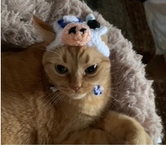 haydenforwi's tweet photo. Thank you Toni for supporting my campaign!  Here are her cats Ab Normal and Mr. Precious wearing their "Let's Moooove Wisconsin Forward!" hats that I'm using to raise money for my campaign. https://t.co/uKuRoY7klW