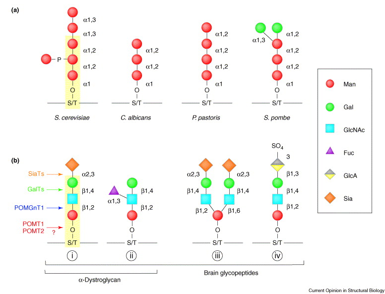 badglycans tweet media