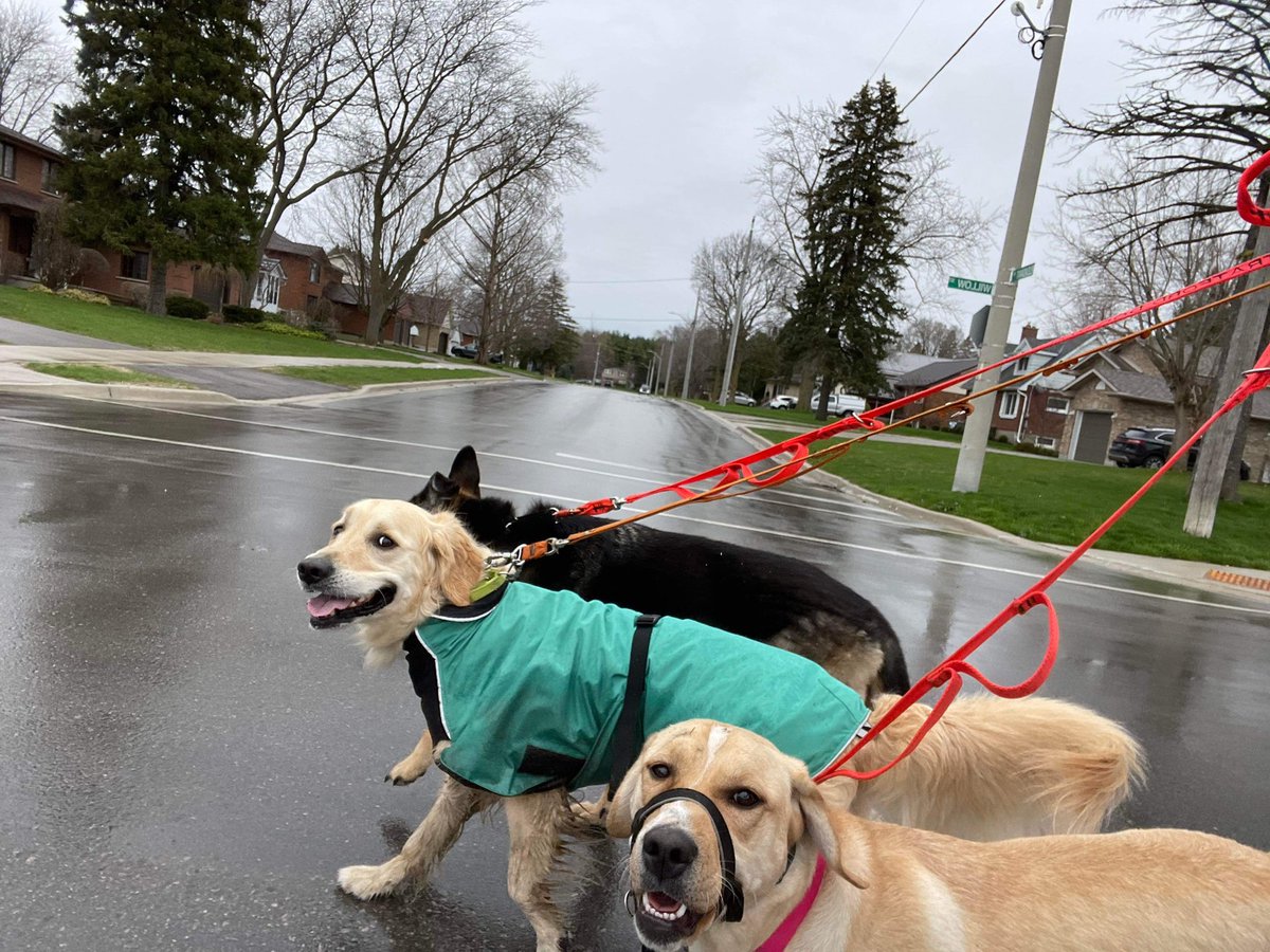DogStratford's tweet photo. Smile, it’s Friday! 🐾 #dogwalkerlife #StratfordOntario https://t.co/Z9X26i8uB1