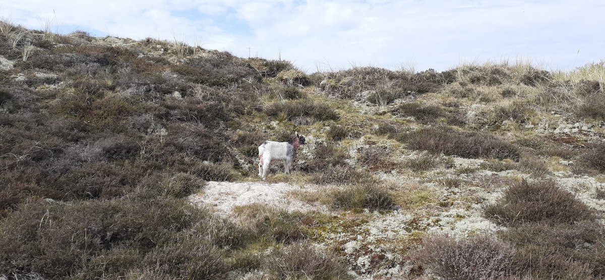 Dat doet mijn hondje niet. Bah ik hoef dat niet meer te horen! Alhoewel vandaag zou het fijn zijn geweest. Houd je hond aan de lijn en zorg ervoor dat ie niet 2 jonge geitjes dood bijt 1 verwond en 1 de drinkpoel injaagd!! Dus baasje van deze hond meld je even!! #Terschelling