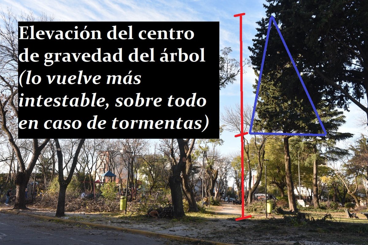 ForoArbol's tweet photo. En el día de ayer se realizó una poda sin fundamentos en la plaza de 25 y 44.Hoy a las 16.00hs nos reunimos los vecinos y vecinas , representantes del Foro en la plaza para que el municipio nos escuche y pare está poda violenta.@JulioGarro @ppetchart @MolteniMariano https://t.co/lMqVJw8JyF
