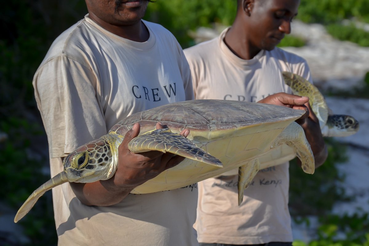 CasperGeer's tweet photo. Nosso novo artigo (https://t.co/V1zK4FUNMU) destaca a importância da costa oriental africana para as #TartarugasMarinhas, as ameaças que enfrentam, as forças e oportunidades regionais, bem como os obstáculos à sua #conservação. 

Mais informações abaixo:

#SeaTurtle #Conservation https://t.co/z43t8z2s1C