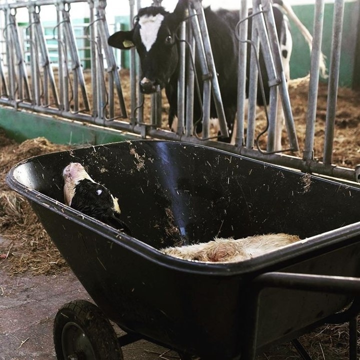 teamveganfta's tweet image. 'Childbirth. 5 minutes of being with the mother and their paths diverge. She goes back to being a milk machine, the male will be fattened for slaughter and the female will share her mother's fate.'⁠
⁠
📷: IG andrewskowron⁠

#animals #dairy #cows #vegan #vegans