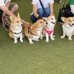 はるっぱのツイート画像