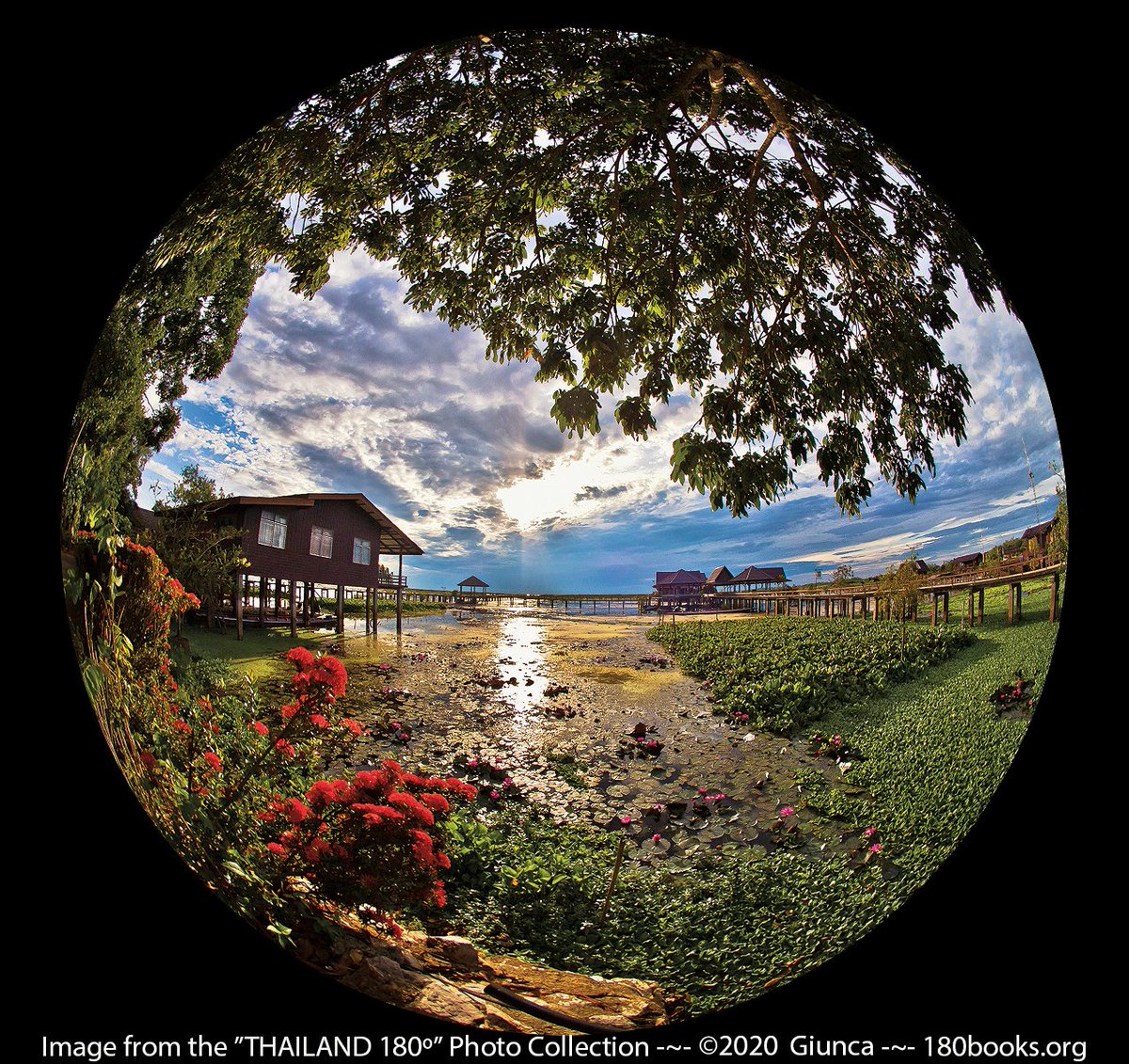 GeorgeGiunca180books🐠👀 180books.x NFT ETH AIArt (@180books) on Twitter photo <a href="/TravelBugsWorld/">Travel Bugs World ✈️🐞🌎</a> <a href="/suziday123/">Suzi Day</a> <a href="/perthtravelers/">Perthtravelers (Wendy)</a> <a href="/tangoandrakija/">Tango & Rakija | Food &Travel Blog 📸</a> <a href="/MamaO_GO/">Mama O</a> <a href="/Adventuringgal/">Cynthia | Adventuring Woman</a> <a href="/jenny_travels/">Uncharted Traveling</a> <a href="/LoriMoreno/">#InfluencerMarketing Host</a> <a href="/SashaEats/">Sasha</a> <a href="/SonjaSwissLife/">Sonja Holverson</a> <a href="/MadHattersNYC/">Mad Hatters NYC</a> <a href="/sl2016_sl/">Seema</a> <a href="/LiveaMemory/">Live a Memory</a> <a href="/beckyexploring/">Becky Exploring</a> <a href="/LindaPeters64/">Linda</a> @awayandroam <a href="/live4sights/">World Explorer on eX and Bluesky</a> @RiouxJacqueline <a href="/smtownplussize/">Small Town Plus Size</a> <a href="/UnionGapWA/">Union Gap</a> <a href="/intheolivegrov1/">intheolivegroves</a> <a href="/OutoftheOffice8/">Out of the Office 4 Good</a> @GayPuglia <a href="/sisbehaving/">Sisbehaving | travel bloggers</a> <a href="/weXploretravel/">Will Parker: weXploretravel</a> <a href="/EvansKerry/">kerry evans</a> <a href="/kmf116/">Karen Mellott-Foshier</a> <a href="/FunInFairfax/">FuninFairfax</a> <a href="/NomadKeith/">Keith Kellett</a> @CoconutLands <a href="/zeshlife/">Hannah - Zeshlife</a> <a href="/XeniaKaepernick/">Xenia Kaepernick</a> <a href="/Travel_Session/">TravelingSession.com</a> <a href="/BalboaPark/">Balboa Park</a> <a href="/visitsandiego/">San Diego</a> On my way out, but was inspired by your lotus offshoot. #FlashbackFridayz Talay Noi #Wetlands #Thailand #180books #2ManyHashTags <a href="/TravelBugsWorld/">Travel Bugs World ✈️🐞🌎</a> <a href="/suziday123/">Suzi Day</a> <a href="/perthtravelers/">Perthtravelers (Wendy)</a> <a href="/tangoandrakija/">Tango & Rakija | Food &Travel Blog 📸</a> <a href="/MamaO_GO/">Mama O</a> <a href="/Adventuringgal/">Cynthia | Adventuring Woman</a> <a href="/jenny_travels/">Uncharted Traveling</a> <a href="/LoriMoreno/">#InfluencerMarketing Host</a> <a href="/SashaEats/">Sasha</a> <a href="/SonjaSwissLife/">Sonja Holverson</a> <a href="/MadHattersNYC/">Mad Hatters NYC</a> <a href="/sl2016_sl/">Seema</a> <a href="/LiveaMemory/">Live a Memory</a> <a href="/beckyexploring/">Becky Exploring</a> <a href="/LindaPeters64/">Linda</a> @awayandroam <a href="/live4sights/">World Explorer on eX and Bluesky</a> @RiouxJacqueline <a href="/smtownplussize/">Small Town Plus Size</a> <a href="/UnionGapWA/">Union Gap</a> <a href="/intheolivegrov1/">intheolivegroves</a> <a href="/OutoftheOffice8/">Out of the Office 4 Good</a> @GayPuglia <a href="/sisbehaving/">Sisbehaving | travel bloggers</a> <a href="/weXploretravel/">Will Parker: weXploretravel</a> <a href="/EvansKerry/">kerry evans</a> <a href="/kmf116/">Karen Mellott-Foshier</a> <a href="/FunInFairfax/">FuninFairfax</a> <a href="/NomadKeith/">Keith Kellett</a> @CoconutLands <a href="/zeshlife/">Hannah - Zeshlife</a> <a href="/XeniaKaepernick/">Xenia Kaepernick</a> <a href="/Travel_Session/">TravelingSession.com</a> <a href="/BalboaPark/">Balboa Park</a> <a href="/visitsandiego/">San Diego</a> On my way out, but was inspired by your lotus offshoot. #FlashbackFridayz Talay Noi #Wetlands #Thailand #180books #2ManyHashTags