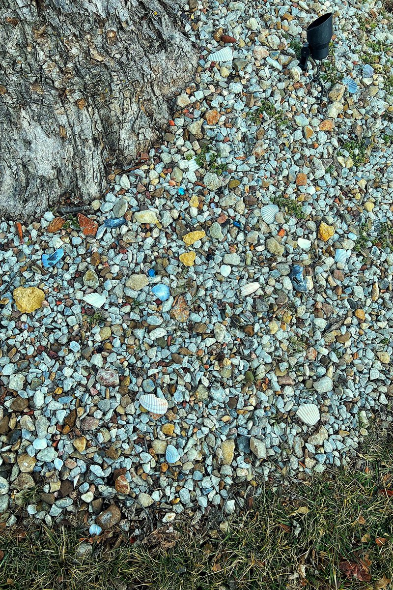 #myproject #mygarden #landscaping #flowerbeds in my #frontyard are mixed with #gravel #riverrock #glassgems and #seashells we have picked up on the #beaches we’ve been to #2021