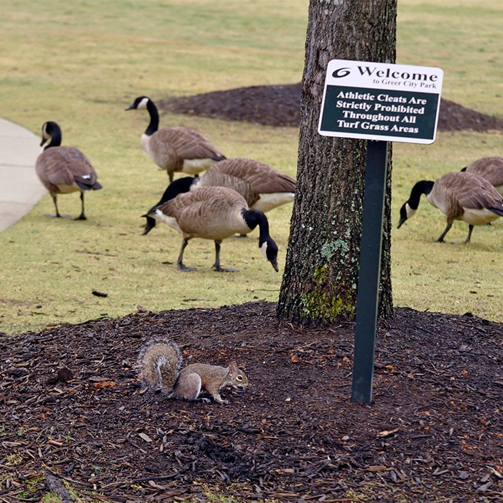 Migrating geese? Check.
A wandering squirrel? Check.
Greer City Park now only needs a singing rabbit and Disney can begin filming.