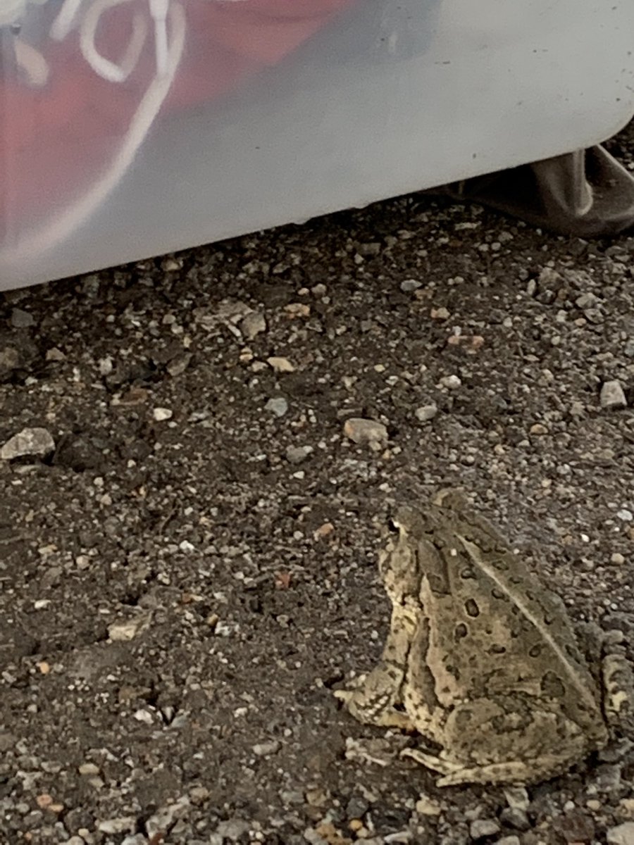 This bargain hunter showed up early. Come on down before they clean us out. <a href="/MulvaneHardcore/">TheLumberYard</a>