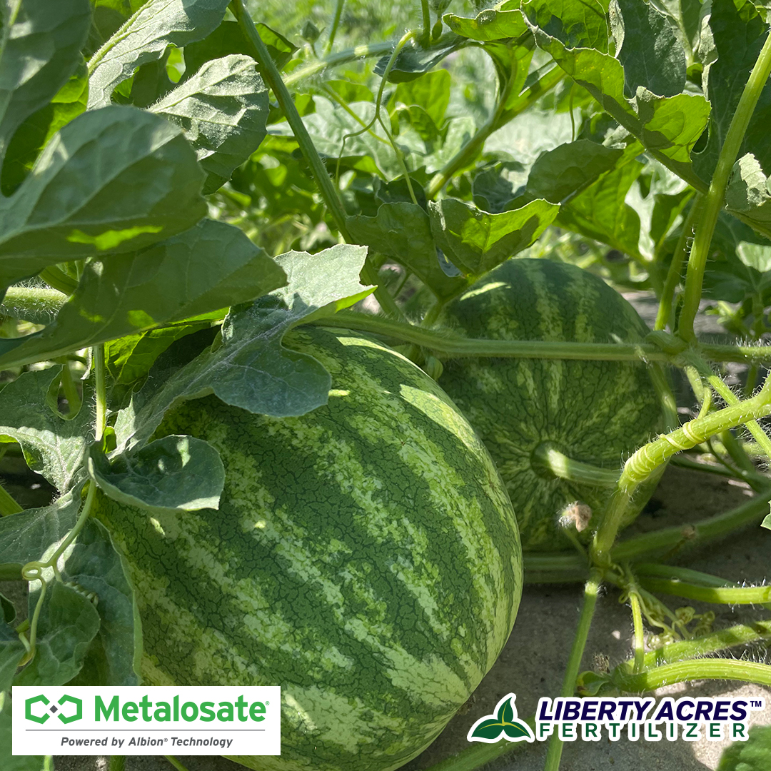 TriEst_Irr's tweet photo. Contact us today to start optimizing the health of your plants. Metalosate powered by Albion technology provides your plants with increased nutrition availability and mobility through chelated amino acids. https://t.co/Uc1qti3jTJ
.
#HealthyFields #HealthyYields https://t.co/va8gyaMIds
