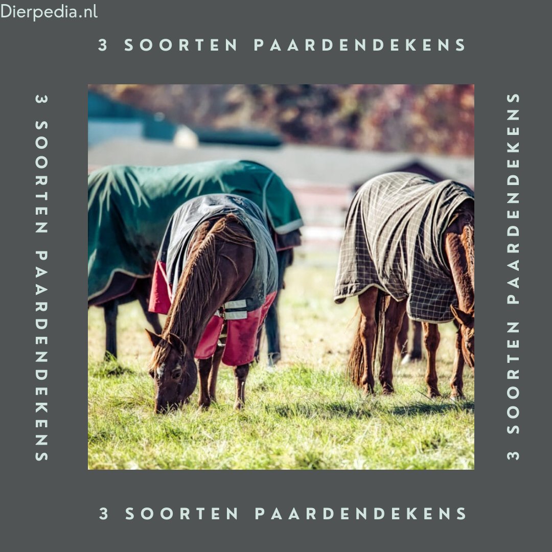 Een therapie deken, een vliegendeken of een eczeemdeken? Wij vertellen je precies welk #paardendeken je waarvoor gebruikt!

dierpedia.nl/overig/welke-d…

#paarden #horselover