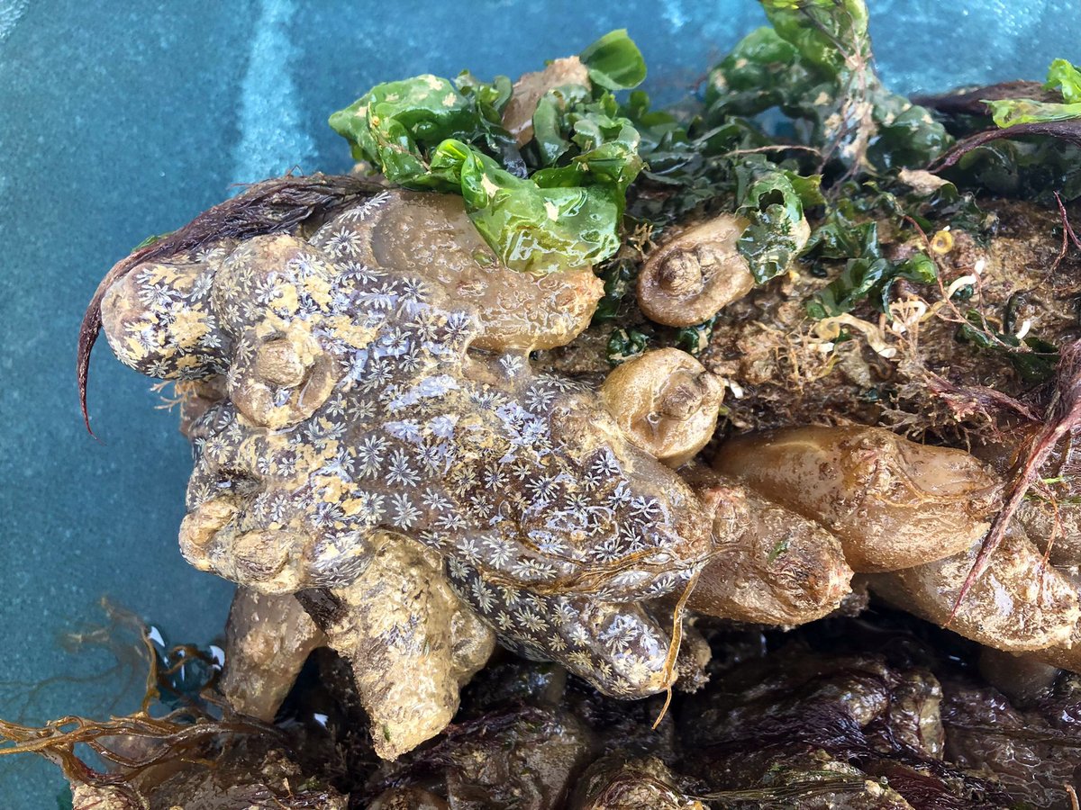 portplaisanceLR's tweet image. De la biodiversité du #port exposée à l’aquarium ! 😍 Après 10 mois de submersion et de colonisation de la #faune et de la #flore, 5 pieux installés dans le #VieuxPort viennent d’être placés à l'@aqualarochelle ! 

🤿👌 En savoir plus : bit.ly/3MWfssY