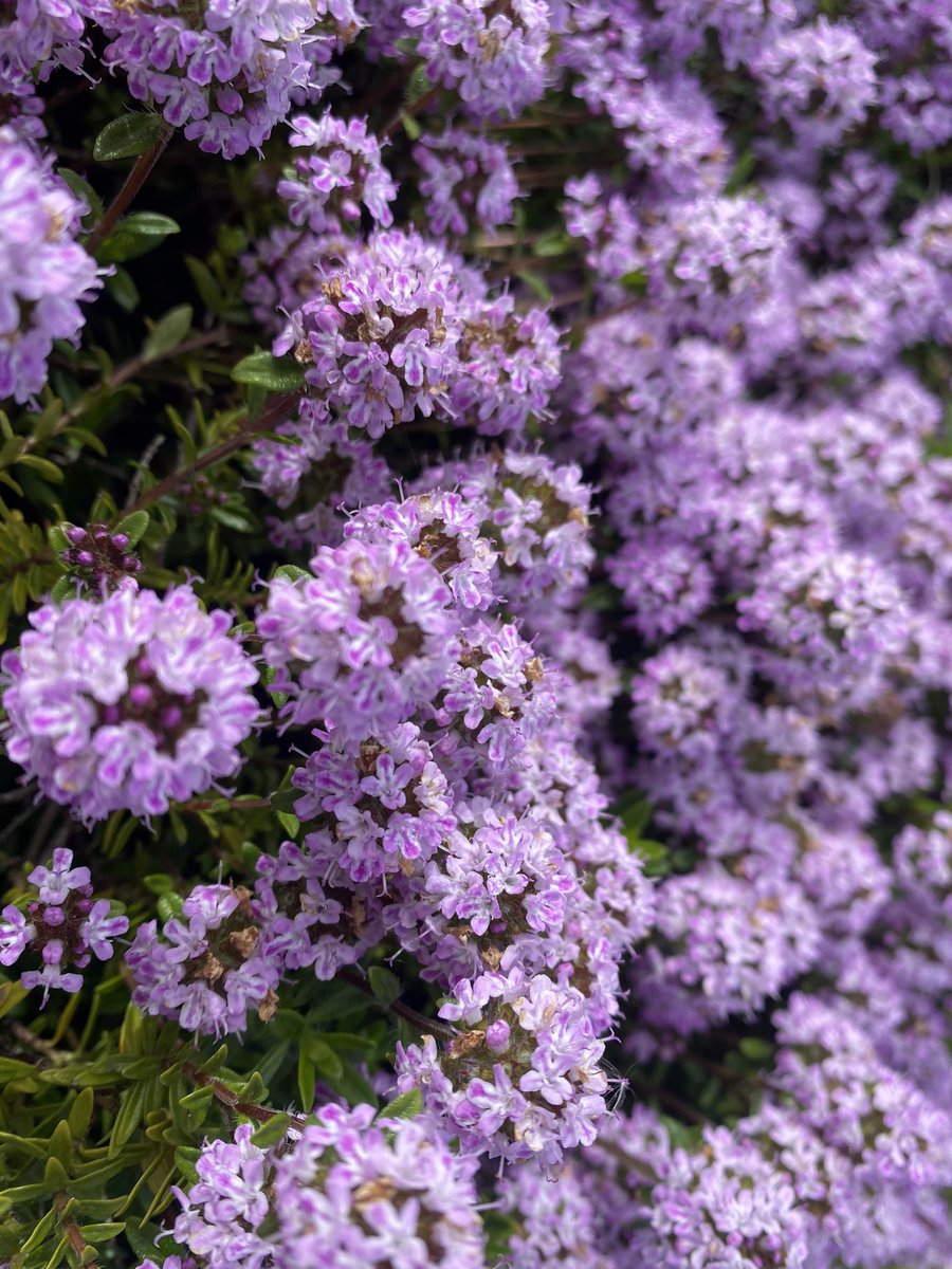 TheGreenJeanie's tweet photo. First Open Day for May at @JekkasHerbFarm today. Lots of amazing herbs in flower in the #herbetum. This fabulous variety is Thymus ‘Jekka’ or Jekka’s thyme. Doing #beewalks here today. Tickets have sold out for this weekend! Looking forward to meeting the lucky ones with tix! https://t.co/Bqtr0JyMi0