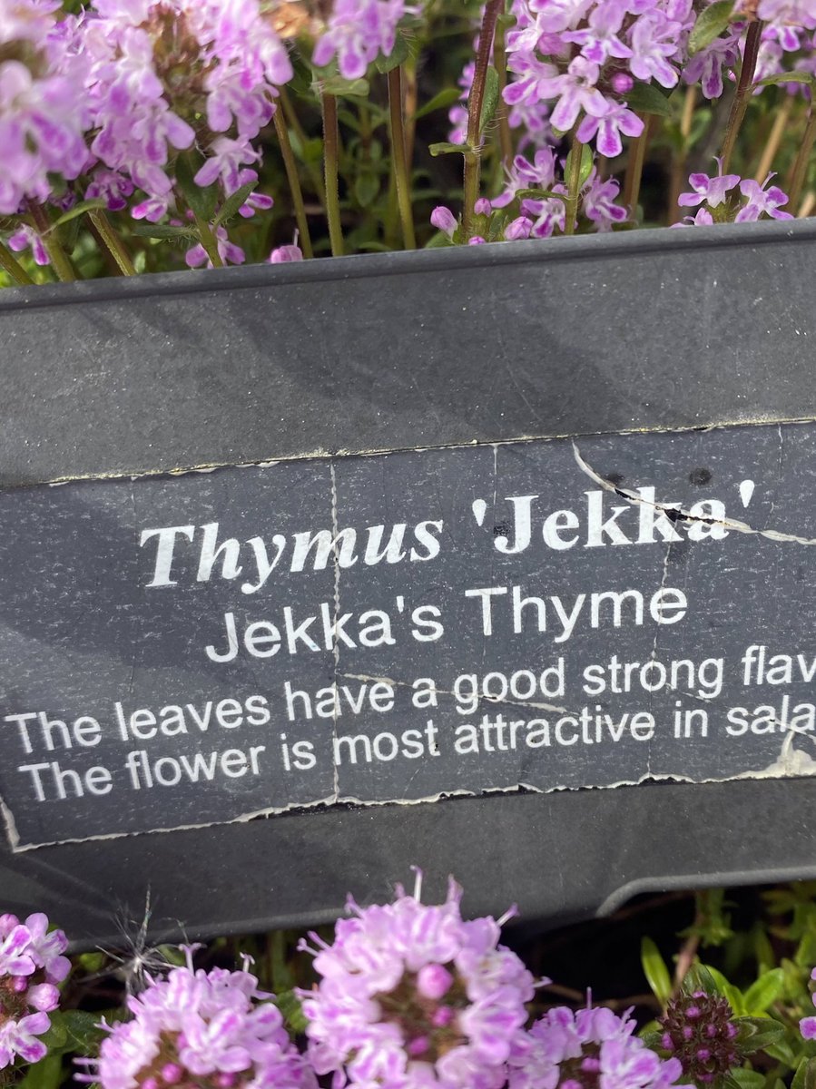 TheGreenJeanie's tweet photo. First Open Day for May at @JekkasHerbFarm today. Lots of amazing herbs in flower in the #herbetum. This fabulous variety is Thymus ‘Jekka’ or Jekka’s thyme. Doing #beewalks here today. Tickets have sold out for this weekend! Looking forward to meeting the lucky ones with tix! https://t.co/Bqtr0JyMi0