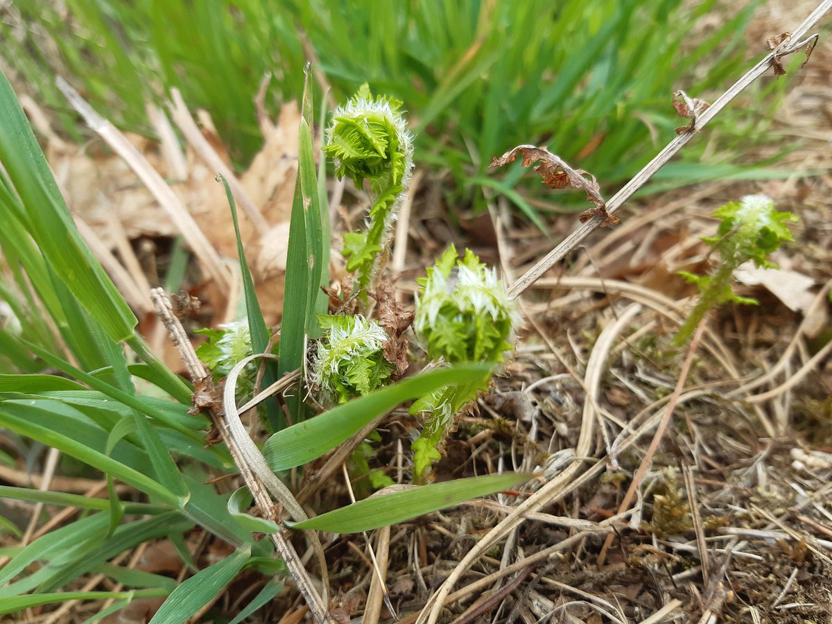 BartDryopteris's tweet photo. Altijd leuke vondst. Stippelvaren in Brabant. https://t.co/94EvUtpsSG