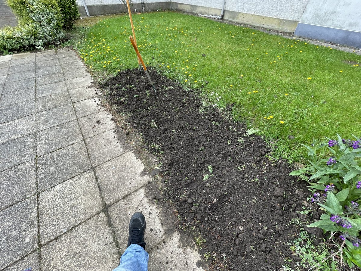 Soil ready for very late Potatoes! Let’s wait and see.
<a href="/TheKnoxGarden/">The Knox Academy Garden</a> <a href="/KnoxAcadHE/">Knox Academy HE</a> #gardening #schoolgardens