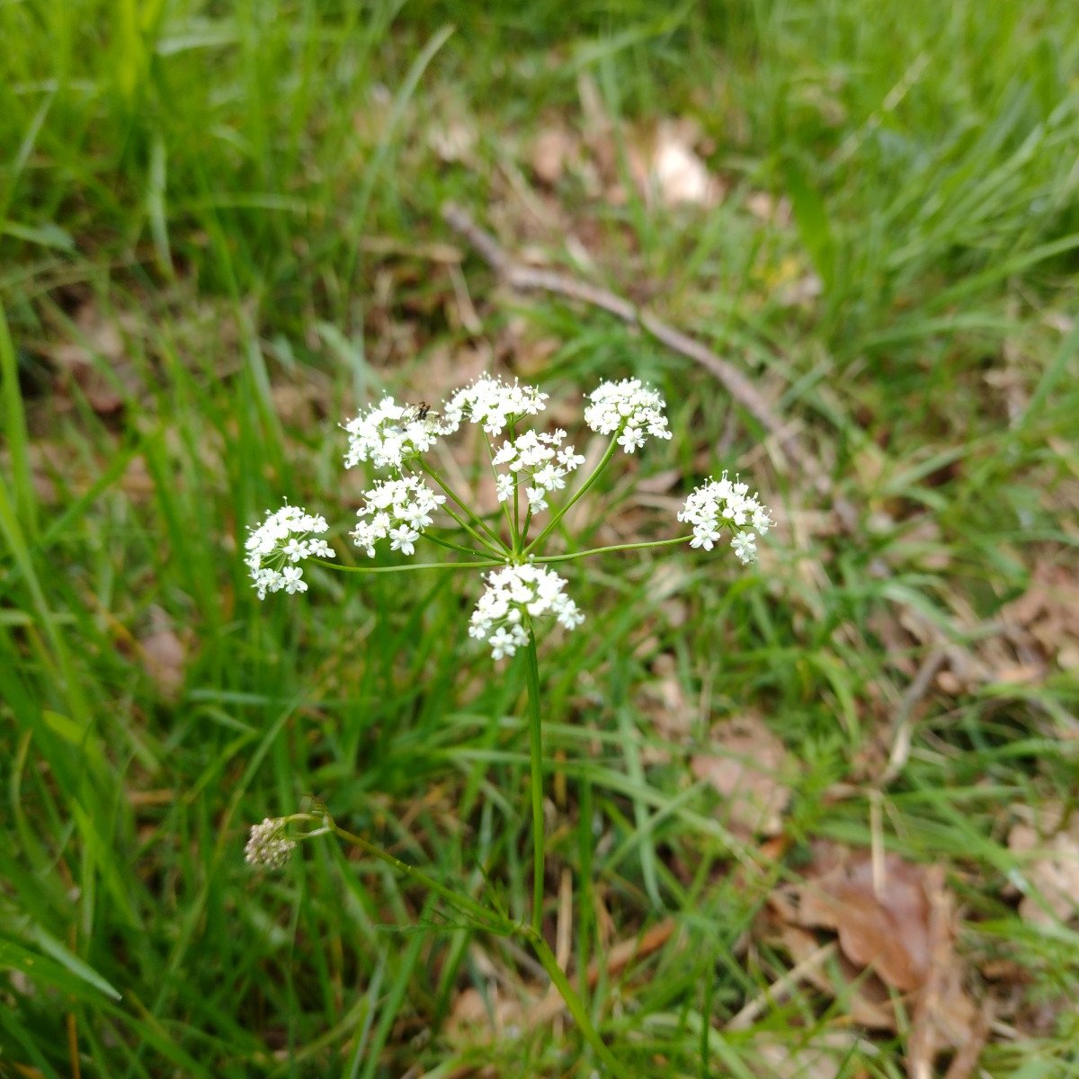 PollinatorPlan's tweet photo. In some meadows, especially those close to woodland, you might be lucky enough to have this lovely little native plant pop up -  Pignut #PlantsToCelebrate @GrasslandsIrl https://t.co/4oczZODjj2
