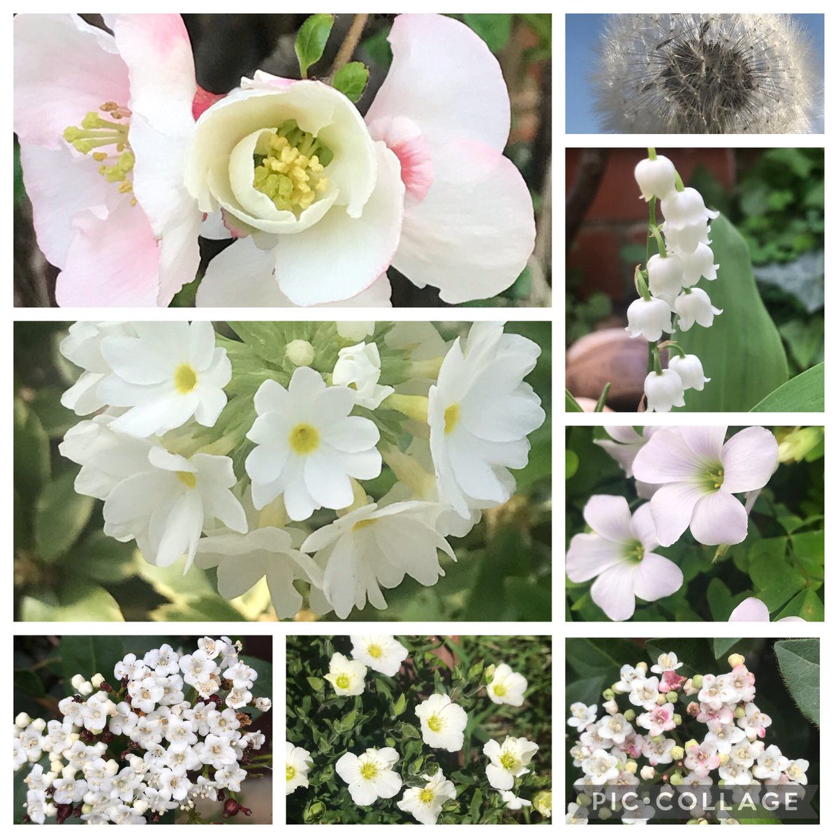 These whites and pastels are all currently displaying nicely in my garden for #flowersonfriday 🤍🌱 Who knew there was a #sauvignonblancday #gardening #GardeningTwitter #GardenersWorld #NationalGardeningWeek