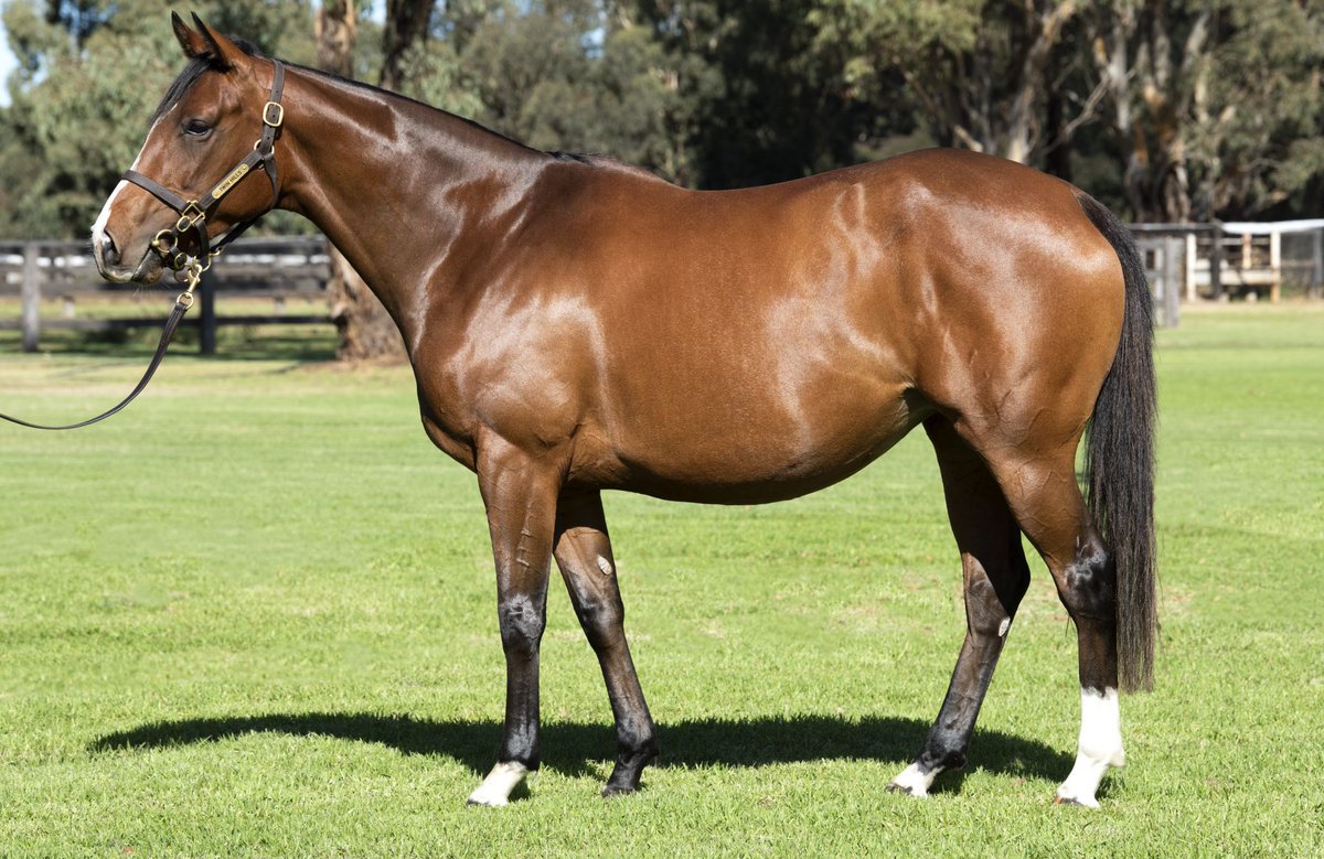 jmeharron's tweet photo. Delighted to secure beautiful Frankel mare Ludisia for @Morningside3608 in foal to Kingman @inglis_sales from @TwinHillsStud @JuddmonteFarms an absolute queen 👸 from an outstanding family of 2YOs including current @godolphin star &amp; last year’s European Champion 2YO Native Trail https://t.co/4BMaqXcXyB