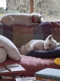 DunkeldDiocese's tweet photo. https://t.co/mfZuUUgdAJ #walkagainsthunger @CAFOD Brechin couple are top Scottish fundraisers - #westies this story and more in the latest Dunkeld News. https://t.co/lbuWQgfxr3