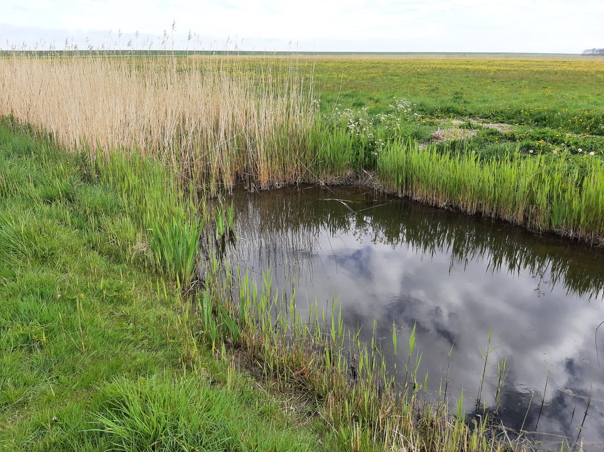 Johvsinderen's tweet photo. Alles ligt er weer prachtig bij 12 ha ouderwets #kruidenrijkgrasland met rustperiode tot 20 juni 🌻🐝🦆🐣🐥#hoogwaterpeil #dobben #rietkragen #eenden #patrijs #kwartel #kwikstaart #graspieper #veldleeuwerik #tapuit #ree #haas #reukgras #kamgras #morgenster #klavers @RegiodealNIL https://t.co/oV5oqMbfCh