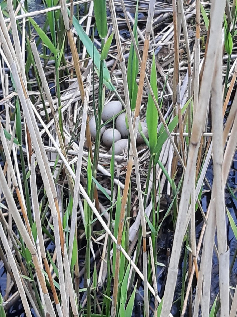 Johvsinderen's tweet photo. Alles ligt er weer prachtig bij 12 ha ouderwets #kruidenrijkgrasland met rustperiode tot 20 juni 🌻🐝🦆🐣🐥#hoogwaterpeil #dobben #rietkragen #eenden #patrijs #kwartel #kwikstaart #graspieper #veldleeuwerik #tapuit #ree #haas #reukgras #kamgras #morgenster #klavers @RegiodealNIL https://t.co/oV5oqMbfCh