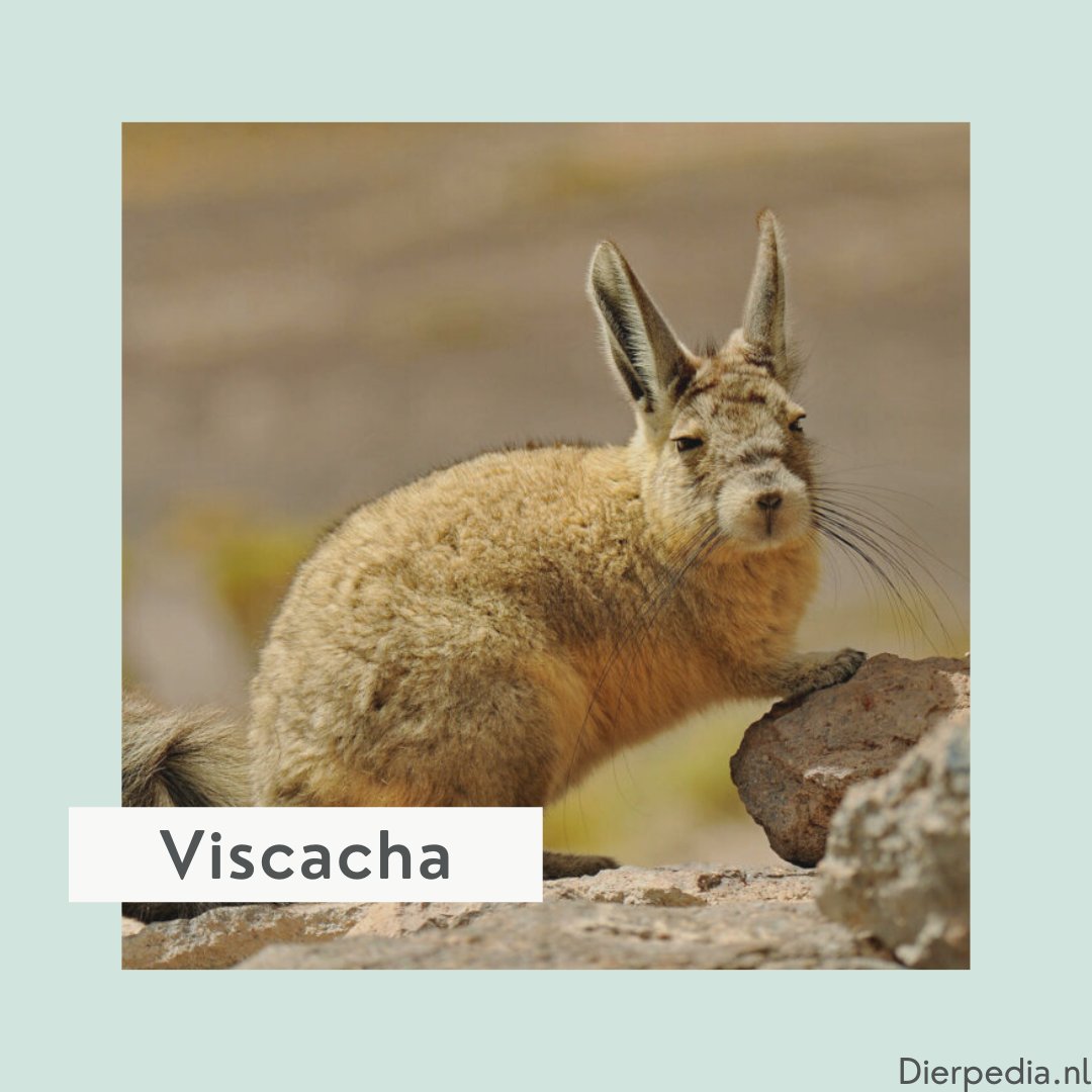 De #viscacha | lid van de familie van de wolmuizen, net als de chinchilla.

Alles lezen over dit beestje?
dierpedia.nl/viscacha-lagos…