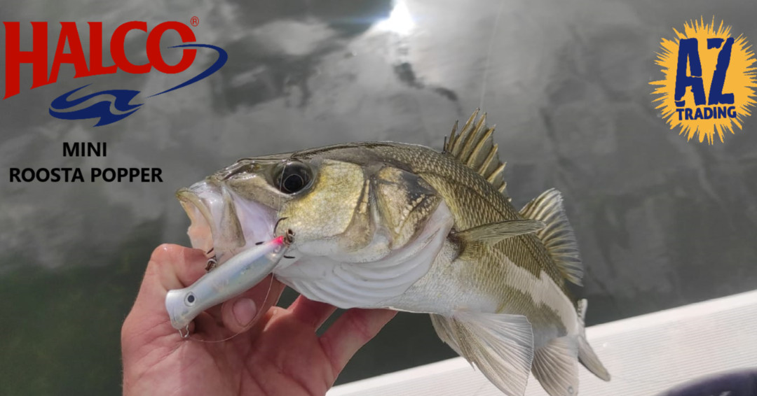 AZTradingSports's tweet photo. Nuestro compañero Marc,  @Moorningfishher2 nos envía una bonita instantanea, de esta lubina que atacó un señuelo de Halco, Mini roosta Popper.
Conoce la gama de pesos y colores en nuestra web  https://t.co/cYmnjZK0B5

#halcotackle  #aztrading_fishing  #nature #like4like  #travel https://t.co/n5pxtVJXNu