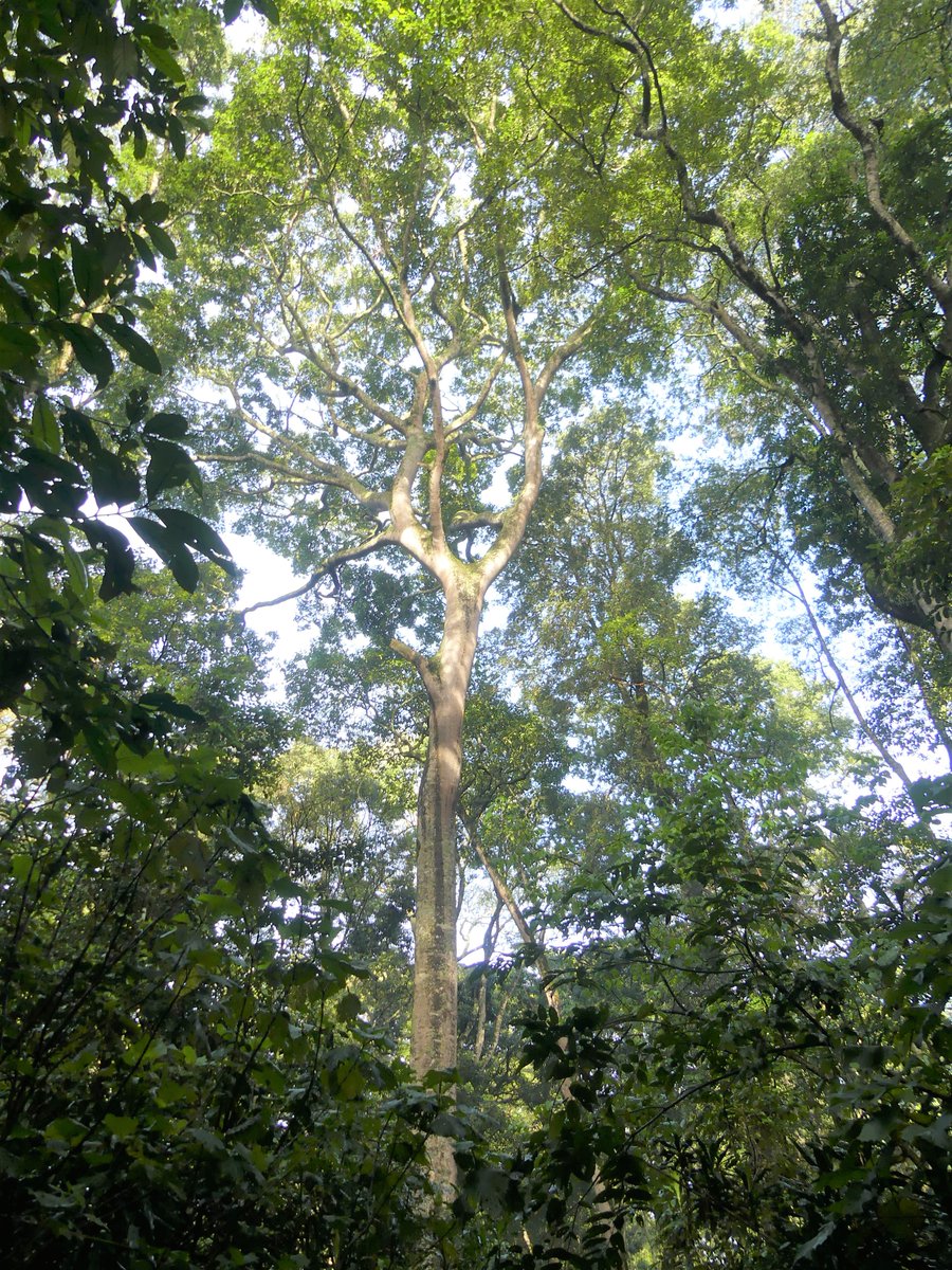 PhotosForTrees's tweet photo. Photos of forests and trees of Kenya 

#WFCKorea #ForestsMatter #AfricanForests #TreesofKenya https://t.co/dn4Ogy7ZkG