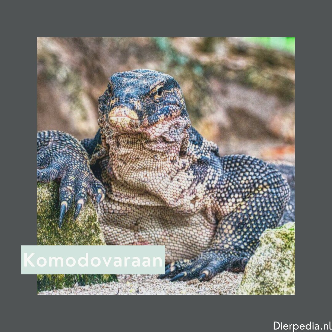 Deze #hagedis uit de varanen ziet eruit alsof hij een overgebleven #dinosaurus is🦕!
dierpedia.nl/hagedissen/kom…