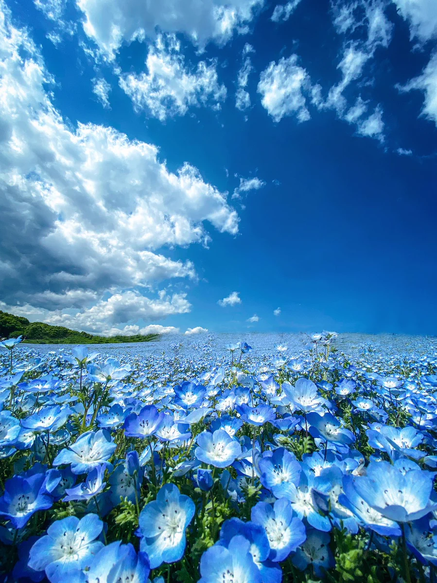 晴天×茨城県！！茨城県のひたち海浜公園でネモフィラを撮ったらすごい写真が撮れてると話題！