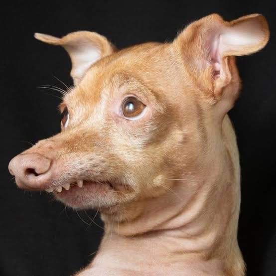 Spitcho7's tweet image. In 2h 800 likes how do you managed that ngempela🙄🙄😳