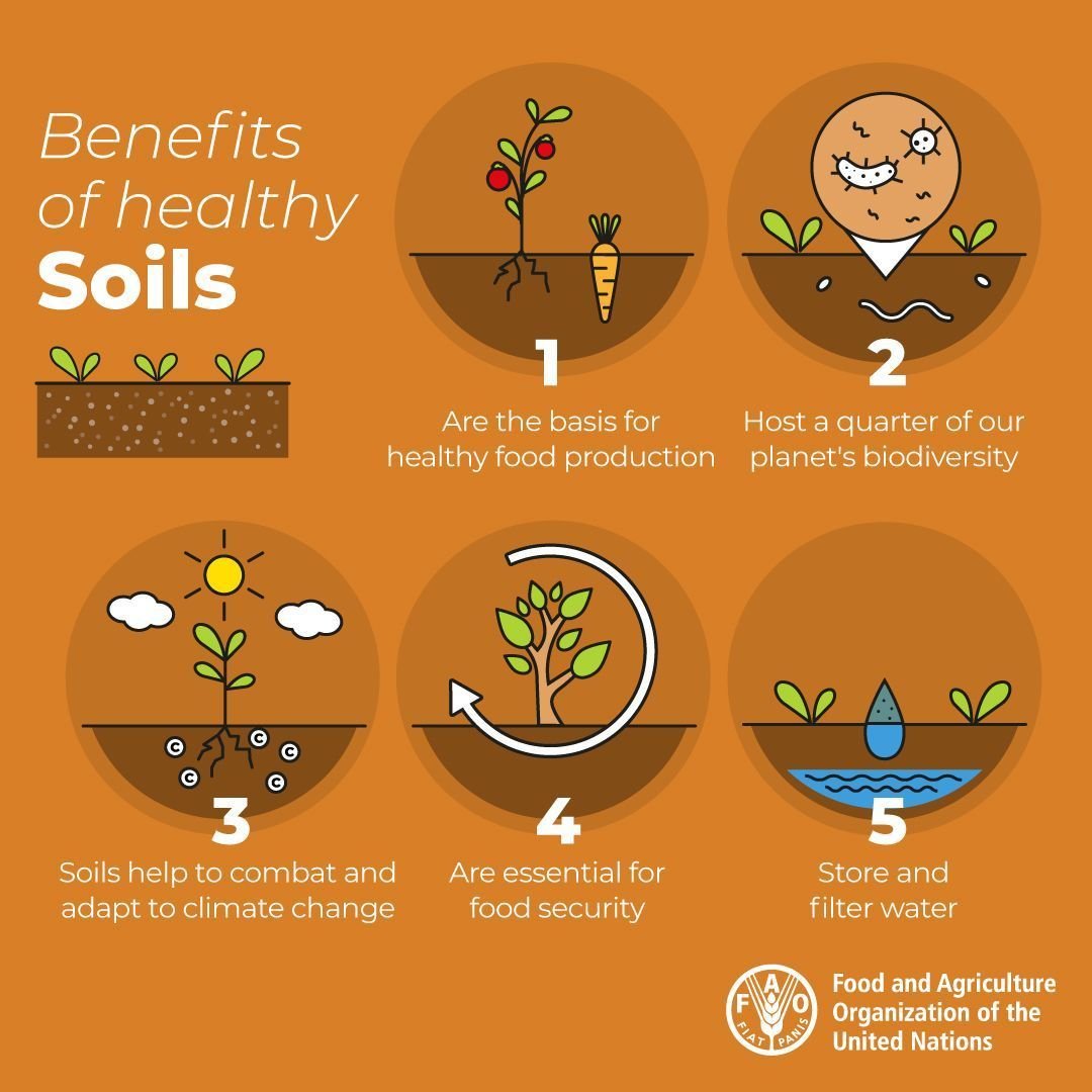 FAO's tweet photo. Soil is not just dirt. The ground beneath our feet is more precious than we know. 

5 of #soils' best kept secrets...

#COP15 #UNCCDCOP15 https://t.co/5bpQFm7lNw