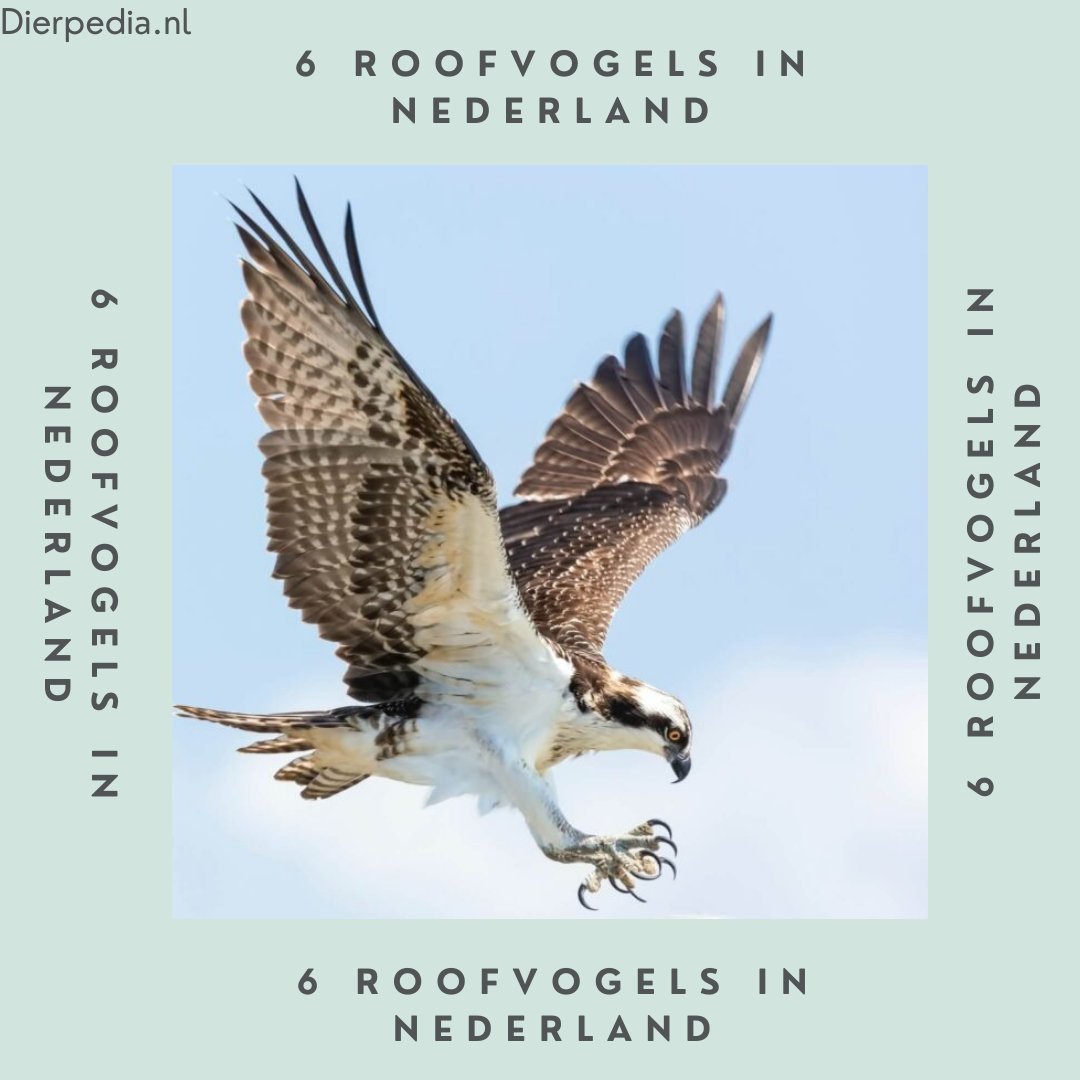 Ontdek deze #roofvogels hier: dierpedia.nl/overig/roofvog…