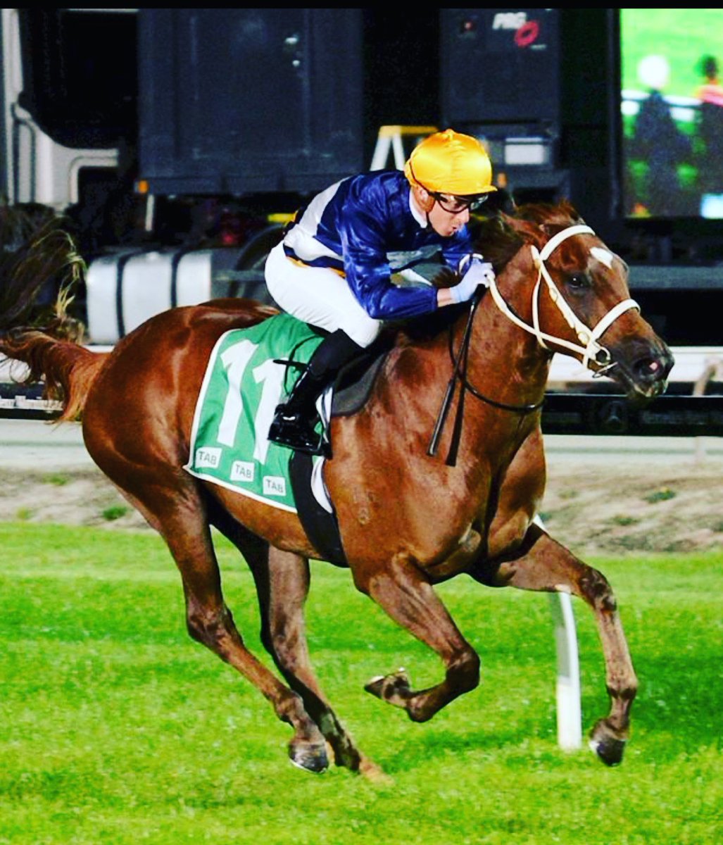 SEE YOU IN SPRING

Oct 2020- purchased for $80,000 with <a href="/willstott89/">Will Stott</a> 
Apr 2021- wins on debut
May 2021- wins 2YO Stakes race
Sept 2021- wins 3rd race
May 2022- sells for $260,000 to great judges 
<a href="/widdenstud/">Widden</a> 

WHAT. A. RIDE 💛💙

Thanks to 
<a href="/NewgateFarm/">Newgate</a>
<a href="/inglis_sales/">Inglis</a>