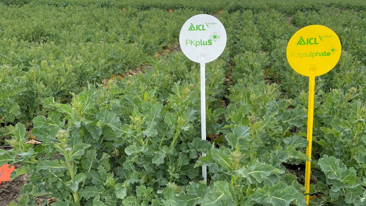 fertilizerpluS's tweet photo. Looking good…
The ICL team in Poland have been out checking the effectiveness of using #ICLPKpluS, #Polysulphate, #Agromaster, and #Agroleaf for Oilseed rape in #Poland.
We hope to publish the trial results in our growing list of results at
https://t.co/eYk5mdQuLv https://t.co/J82ZczxSit
