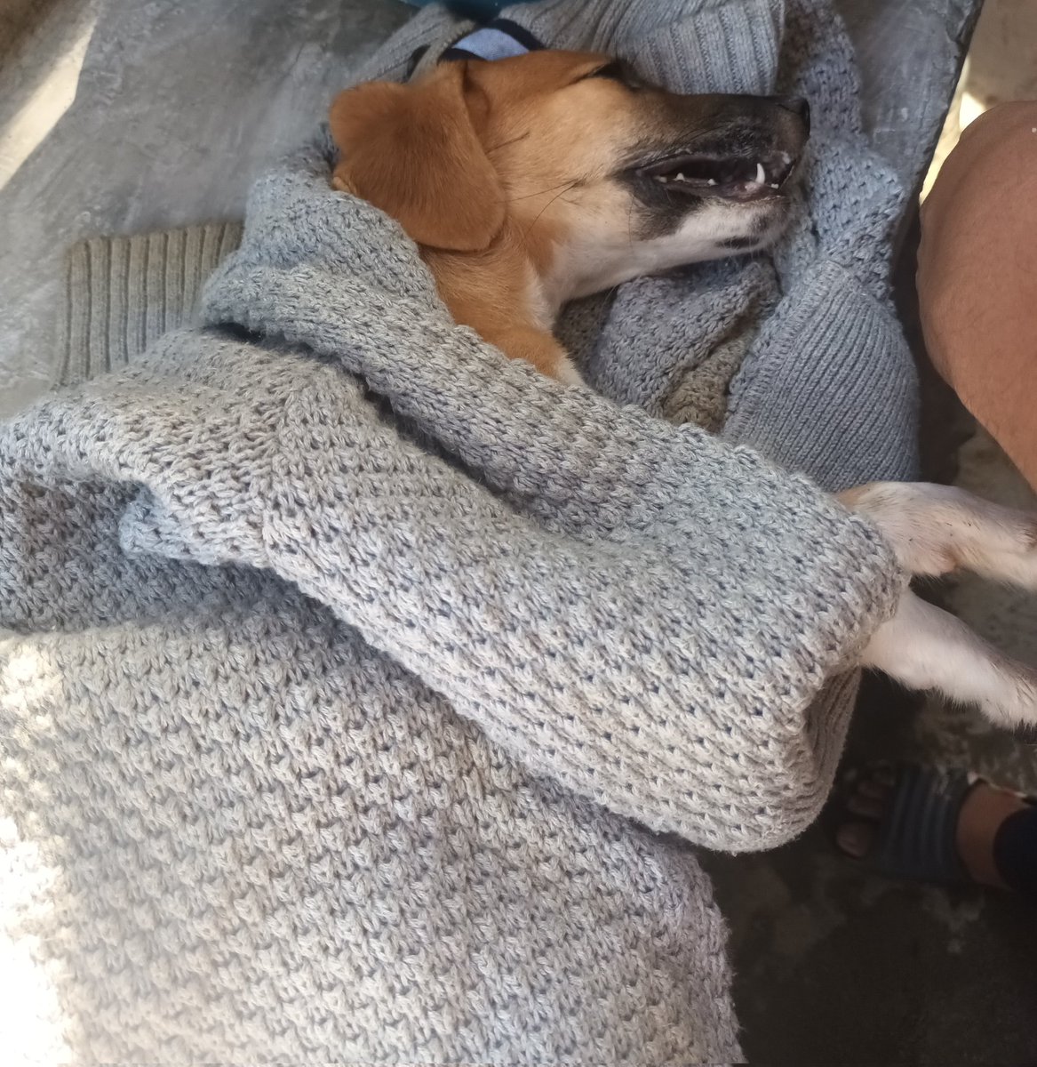 XavySandoval's tweet photo. Miss you Boding 💕 Run free in doggo heaven 😔🙏😘 https://t.co/ErBKier0ET
