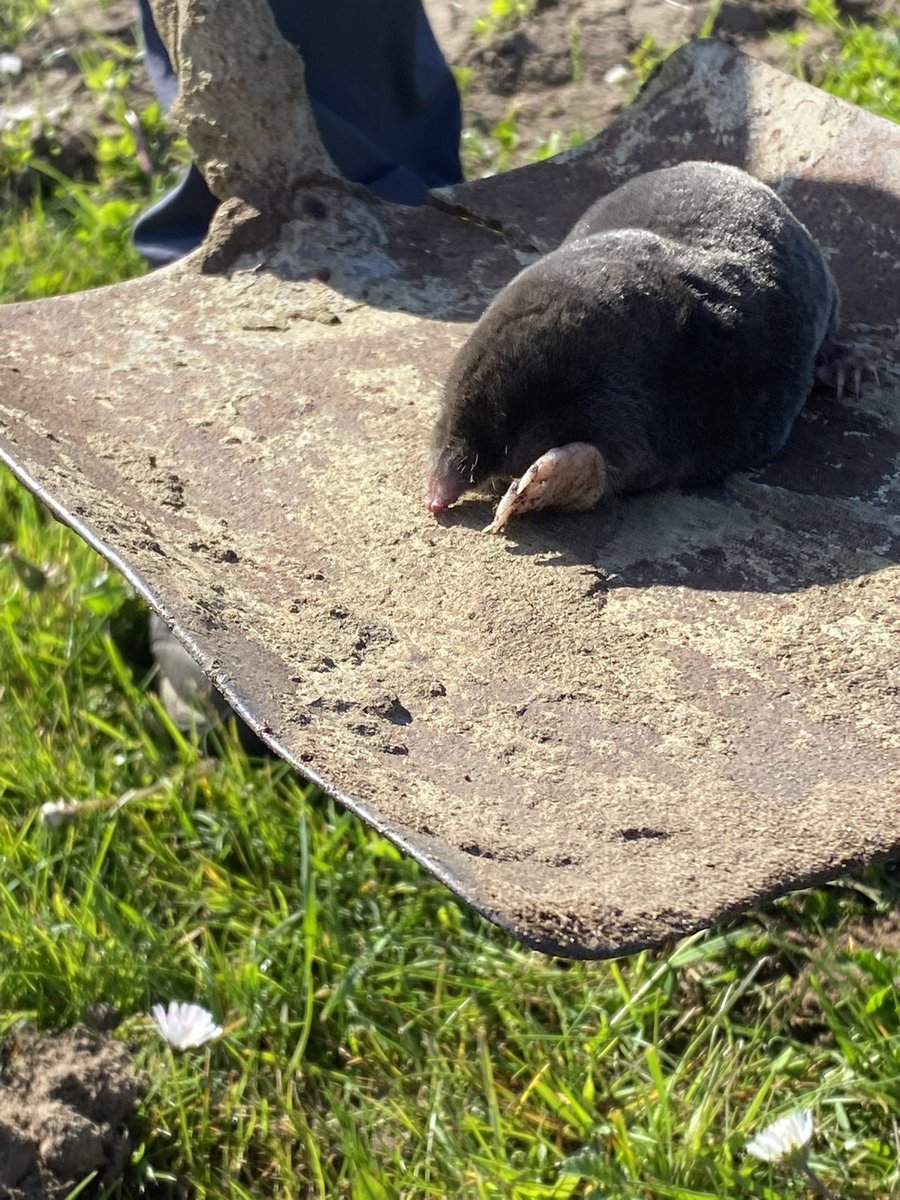 DofEWNAT's tweet photo. Day 2- Bushcraft skills being used, foraging,first aid, camouflage, all teams competing well - weather amazing- and found a mole! @GrahamLodge1 @SHSKingsLynn @StClements @SHSKingsLynn @MarshlandHS #explore4more https://t.co/sHNbM047yb