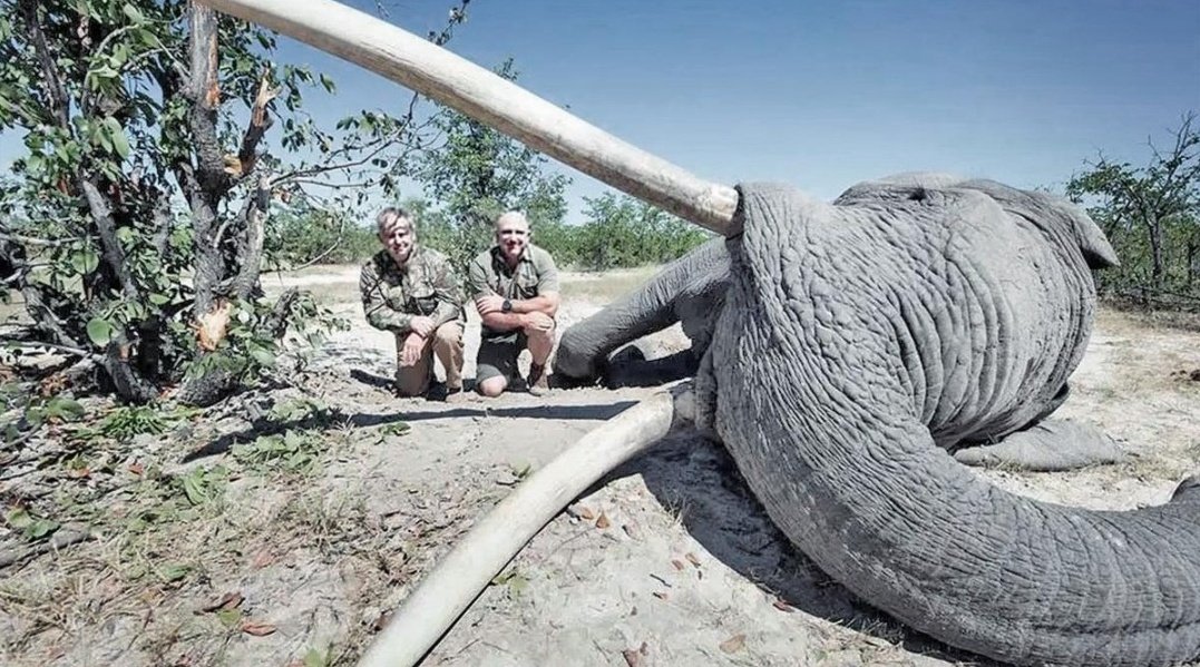 CitysFElephants's tweet photo. "Now it is dead” @SKIKhama wrote on FB.
“At this rate, what we can say is that there was nothing wrong about killing the elephant. The proceeds from the sale of this bull will benefit the community” Peter Bantu said.
🇧🇼#BigTusker
#BanTrophyHunting
https://t.co/gNphKLD9PL https://t.co/4chcyq75cd