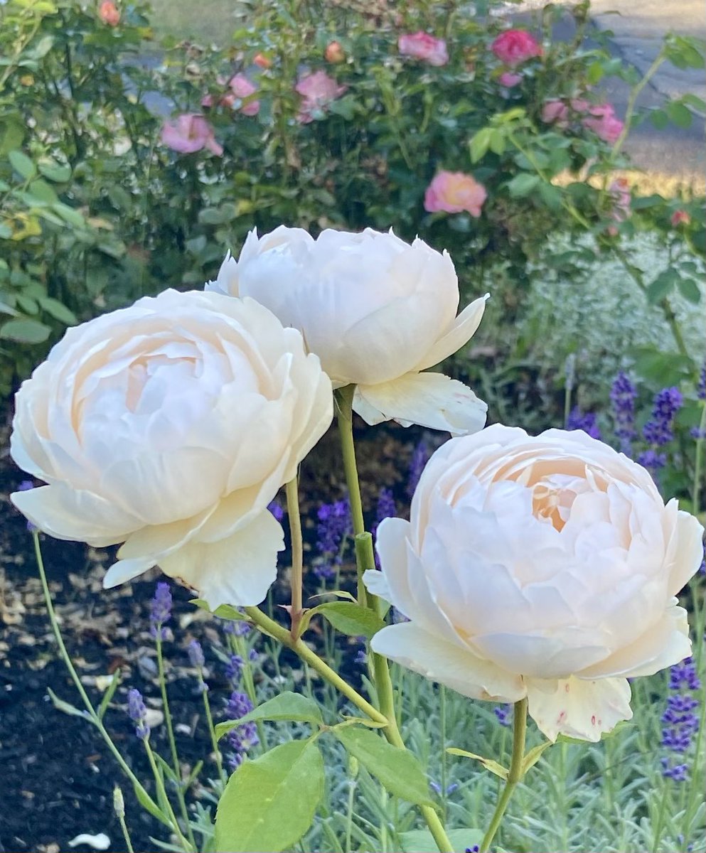 Good morning Twitter white & pastel flowers is the theme for #FlowersonFriday #sauvignonblancday #GardeningTwitter #rose